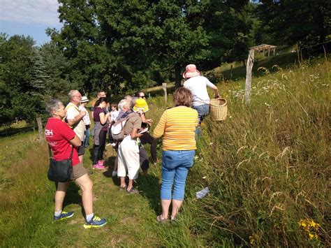 Wissen Sie, wie man Wildpflanzen verwendet? Ein Naturworkshop, den Sie