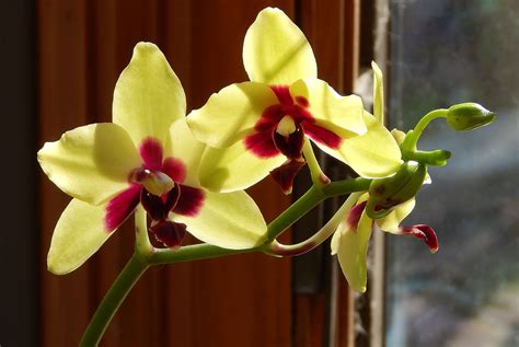 How To Grow Orchids As A Beginner Learn Some Basic Orchid Growing Tips