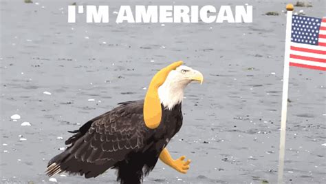 American Eagle Animation By Djspinja On Deviantart