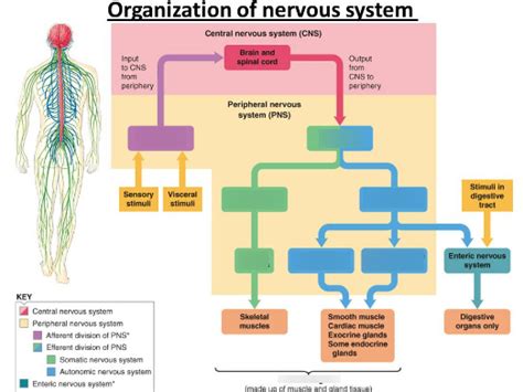 Divisions Of The Nervous System Diagram Quizlet