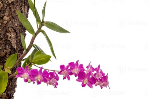 Orchid Flower On Tree In The Garden Isolated On White Background With