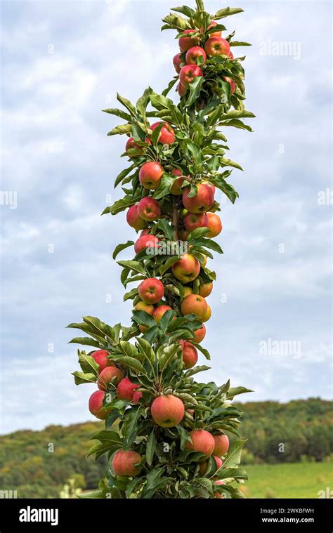 Apple Malus Domestica Jucunda Malus Domestica Jucunda Cultivar