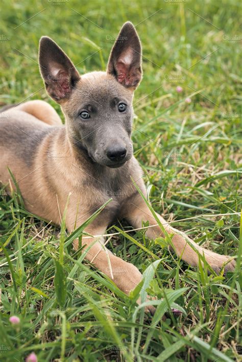 Belgian Malinois puppy | High-Quality Animal Stock Photos ~ Creative Market