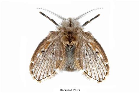 Drain Flies: Identify Them | Find Them | Get Rid Of Them - Backyard Pests