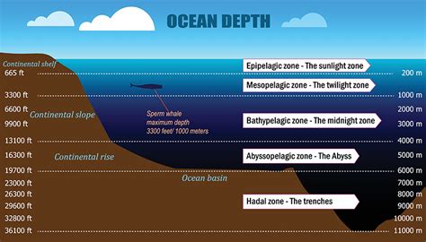 Shocking Deepest Parts Of The Ocean Polluted With Pcb Chemicals