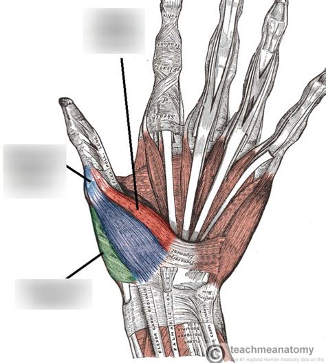 thenar eminence labelled Diagram | Quizlet
