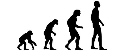 EvoluciÓn Del Hombre