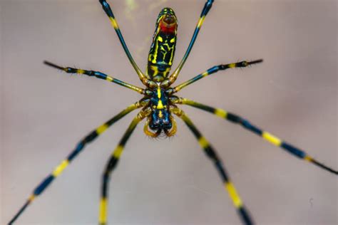 Are Joro Spiders Venomous? Bug Experts Explain the Flying Spiders