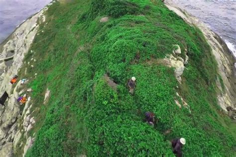 Can I Visit Snake Island Brazil? in 2022 | Island, Visiting, Brazil