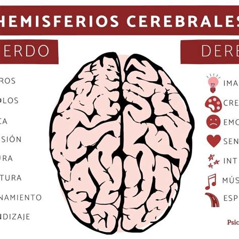 Hemisferios Cerebrales Derecho E Izquierdo 58 Off