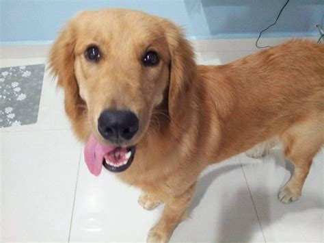 7 Reasons Why Do Golden Retrievers Like To Hold Things In Their Mouths?