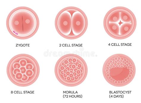 Fertilised Cell Development Stages From Fertilization Till Morula Cell