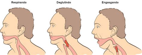 SISTEMA RESPIRATÓRIO ÓRGÃOS E FUNÇÕES