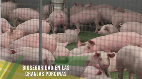 Bioseguridad En Las Granjas Porcinas TvAgro Por Juan Gonzalo Angel