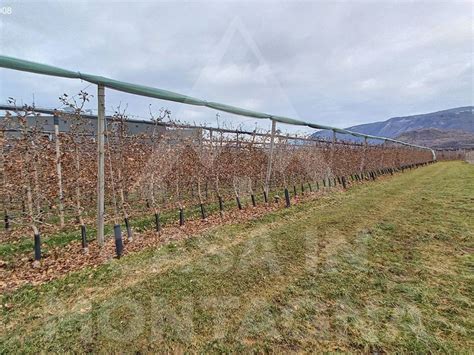 Terreno Agricolo Strada Del Vino Termeno Sulla Strada Del Vino Rif