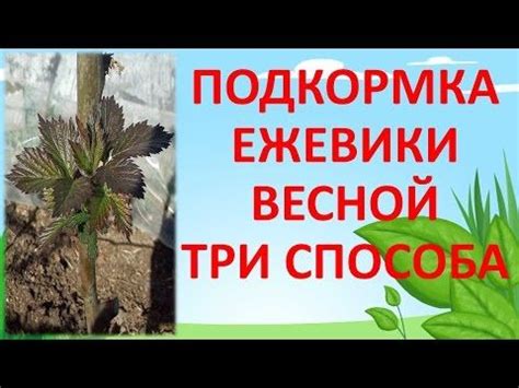 Удобрения для ежевики - органические и минеральные, сроки применения ...