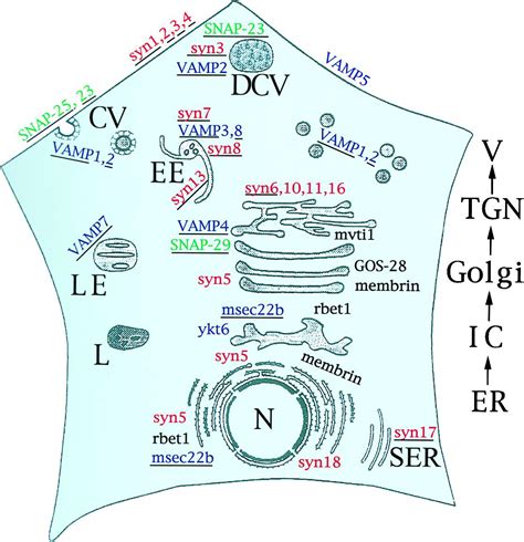 Snares Contribute To The Specificity Of Membrane Fusion Neuron