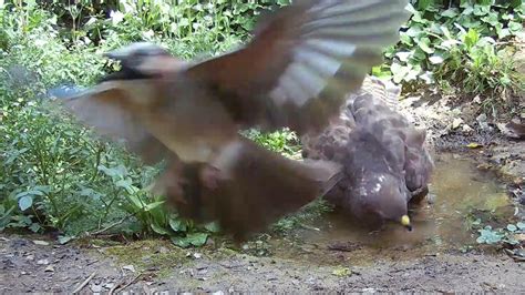 La Guerra De Laigua Aligot Buteo Buteo Atacat Per Un Gaig