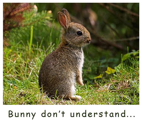 Confused Bunny Furry Talk