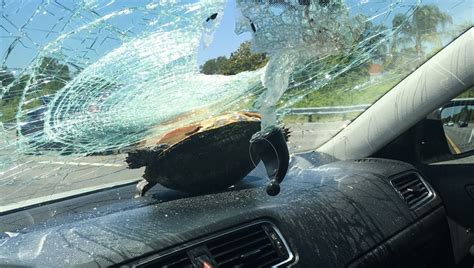 Flying Turtle Slams Through Womans Windshield Both Survive National