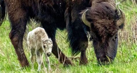 Extremely Rare White Bison Born in Yellowstone National Park ...