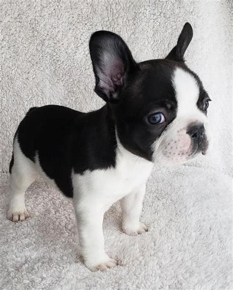 🗞 Daily French Bulldog News 🗞 On Instagram Our Friends Christy And