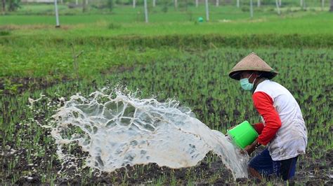 Data Bps Buktikan Sektor Pertanian Serap Tenaga Kerja Tertinggi Di