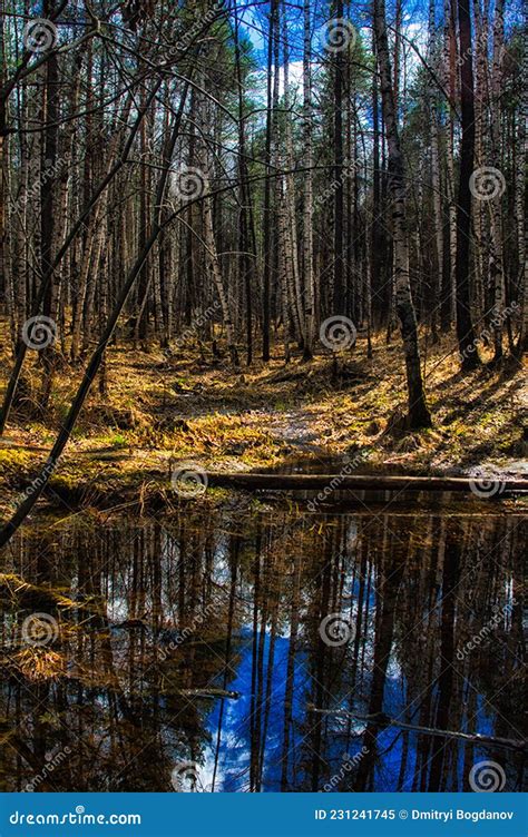 Krajobraz Naturalny Trawy Drzewa Na Brzegu Jeziora O Obraz Stock