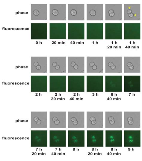 Time Lapse Imaging Analysis Of Asynchronous Culture Of 293 Cells Download Scientific Diagram