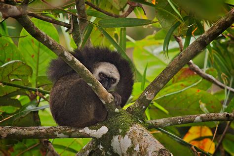 White-Fronted Brown Lemur | Sean Crane Photography