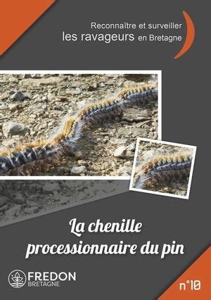 Calam O La Chenille Processionnaire Du Pin