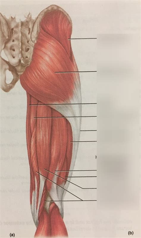 Muscles Of The Thigh Quizlet This Test Will Focus On The Muscles And