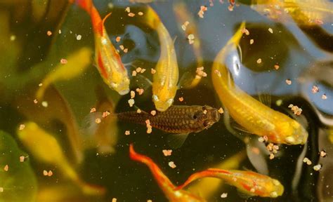 Best Food For Guppies The Ultimate Guide Fish Laboratory