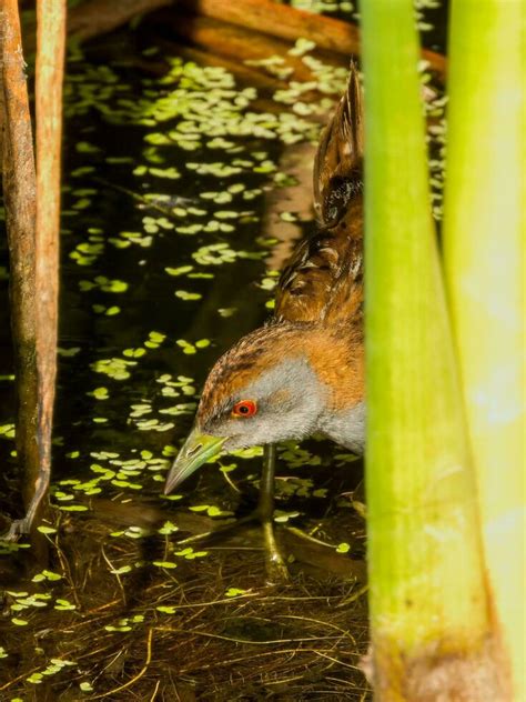 Pond Animals Stock Photos, Images and Backgrounds for Free Download