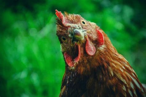 Quelle Est Lesp Rance Et La Dur E De Vie Dune Poule