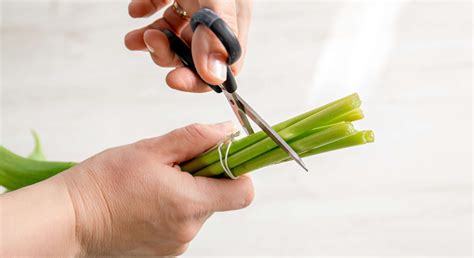 Secrets To Keeping Your Walgreens Tulips Fresh For Weeks 12