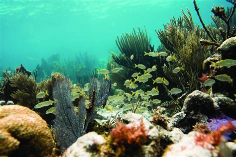 Florida's Coral Reef Locator | Florida Department of Environmental