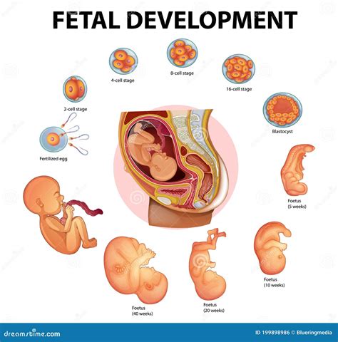 Etapas Do Desenvolvimento Embrionário Humano Ilustração Stock