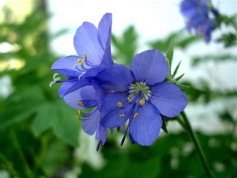 Flower Homes: Jacob's Ladder Flowers