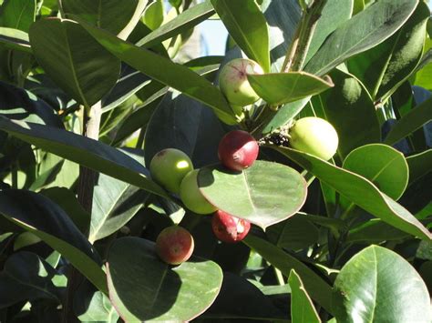 PlantFiles Pictures Acokanthera Species Bushman S Poison Acokanthera