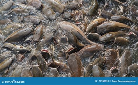 Catfish Pondcatfish In The Fish Farming Stock Image Image Of