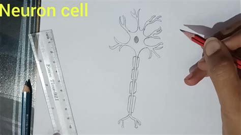 How To Draw Neuron Cell Easy Draw Nervous System Easily Ii Biology