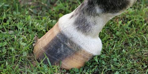 What Is Laminitis & How Is It Dangerous? – Insider Horse – Latest ...