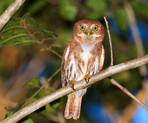 Foto Cabur Glaucidium Brasilianum Por Z Do Mel Wiki Aves A