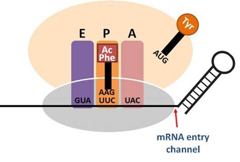 Regulation Of Protein Synthesis By Mrna Structure Research Projects