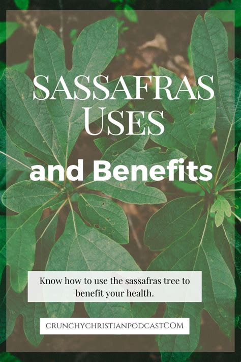 Sassafras Uses and Benefits - ThriveCast