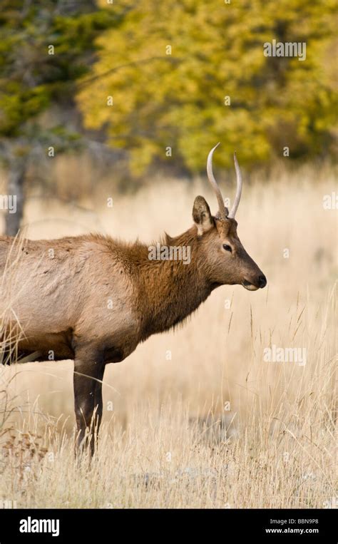 Elk in Yellowstone National Park Stock Photo - Alamy