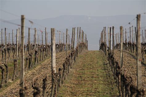 Weinberg Frühling Kostenloses Foto auf Pixabay