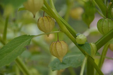 Garden Ally: Goldenberry Delicious | Berries, Delicious, Garden