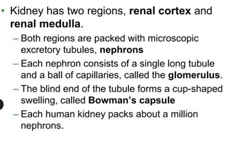 Urinary System Flashcards Quizlet